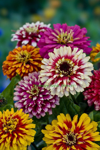 Flower zinnia whirlygig - -, mix