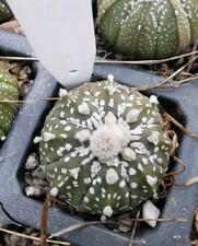 Astrophytum asterias, Super