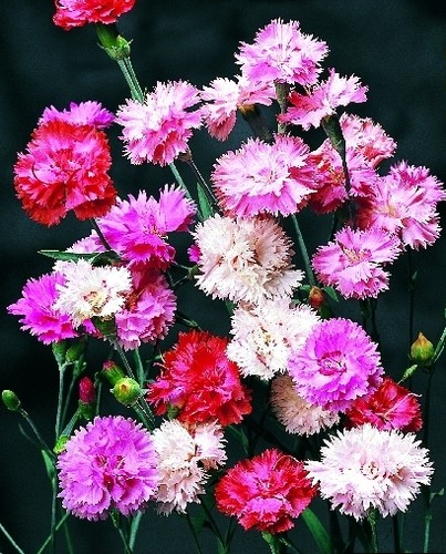 Dianthus spring beauty mixed - beauty,