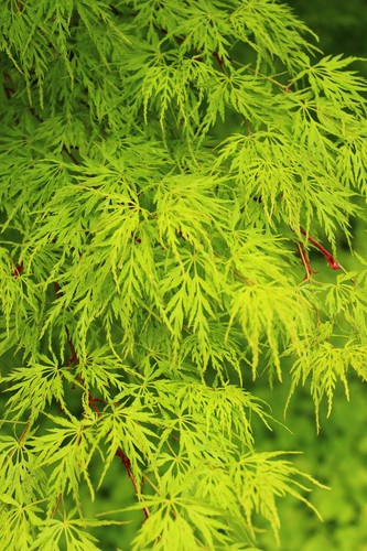 Upright green laceleaf - green,