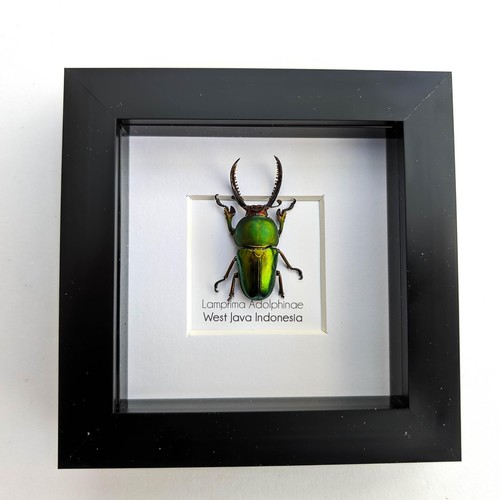 Insectrum framed indonesian - insectrum,