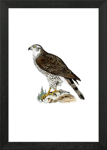 Vintage goshawk bird framed - goshawk,