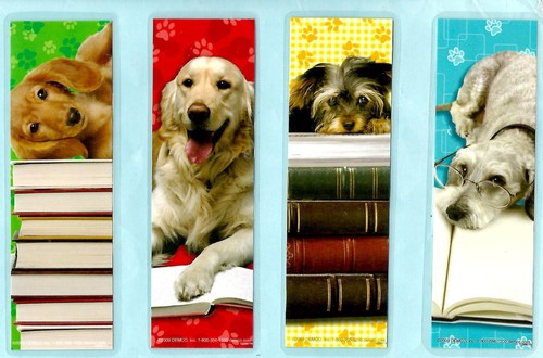 Golden retriever dog - golden,