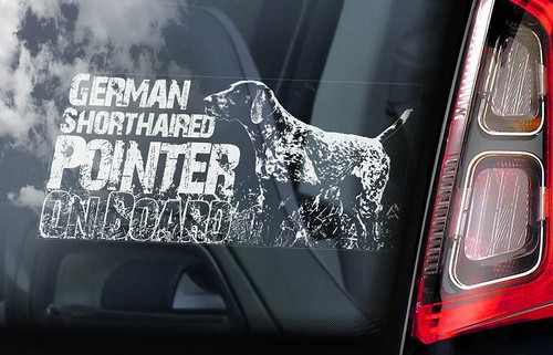 German shorthaired pointer car - german,