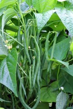 FRENCH DWARF BEANS x8 'Blue