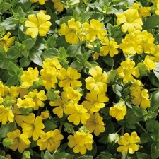 Bacopa yellow plug plants