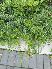 8x Lonicera Hedging Box