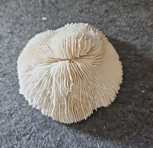 Natural dried mushroom coral - dried,