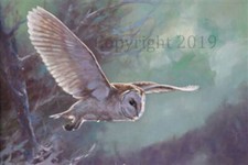 Barn Owl in Flight, Christmas