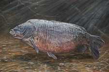 BRITAIN'S LEGENDARY CARP PAINTINGS - The Black Mirror
