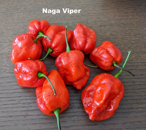 Seeds naga viper superhot - naga,
