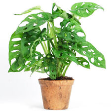 Lovely Monstera obliqua 'Monkey Leaf' Air Purifying Indoor Houseplant 20-30cm