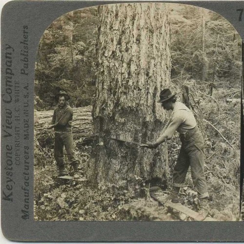 Lumberjacks felling giant - lumberjacks,