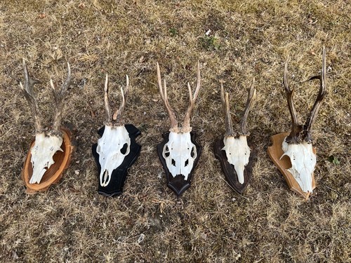 Nice roe deer - 5x,