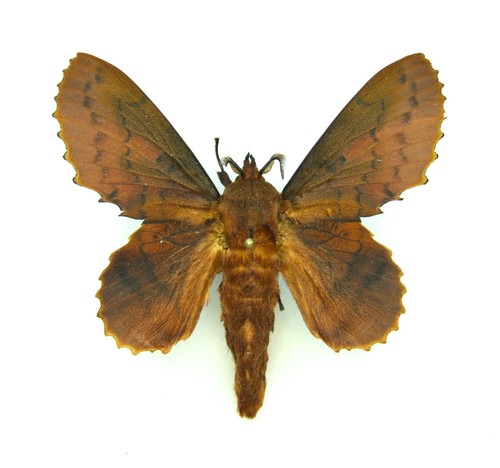 Lappet moth gastropacha - lappet,