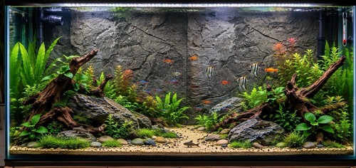 Aquarium background rock - aquarium,