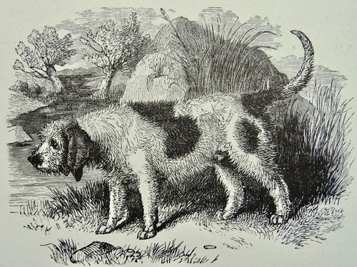 C1893 antique dog - antique,