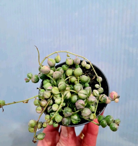 Senecio rowleyanus variegated - ,