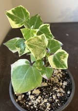 Senecio macroglossus - senecio,
