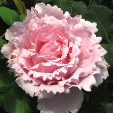 Baby Pink Floribunda Rose