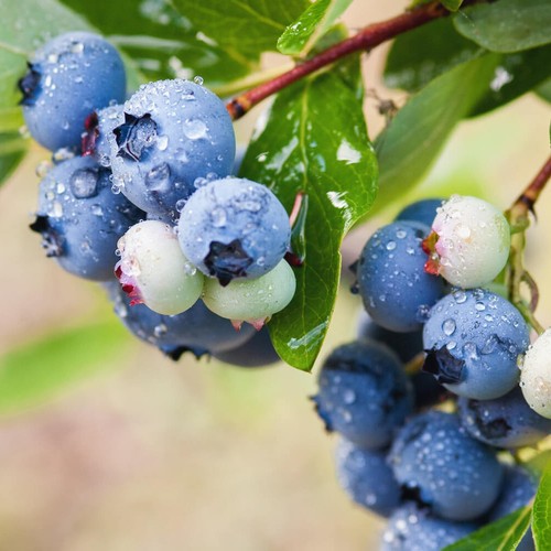 Blueberry plant patriot - blueberry,