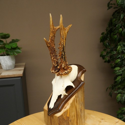 Used roe deer antler rack - roe,