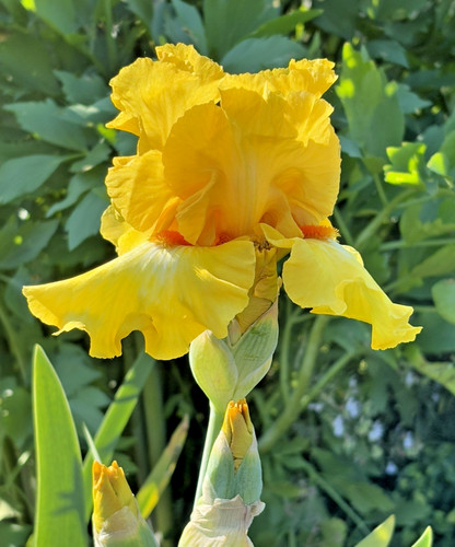 Bearded iris germanica miami - iris,