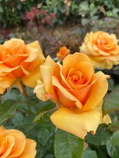 SIMPLY THE BEST  - Fragrant