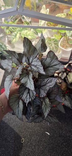 Begonia rex artic - begonia,