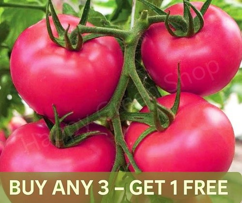 Vegetable pink tomato - seeds,