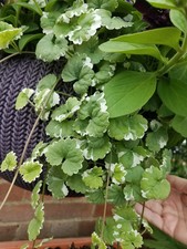 x3 / x2 Trailing Variegated Nepeta Plug Plants for Hanging Basket * Hardy perenn