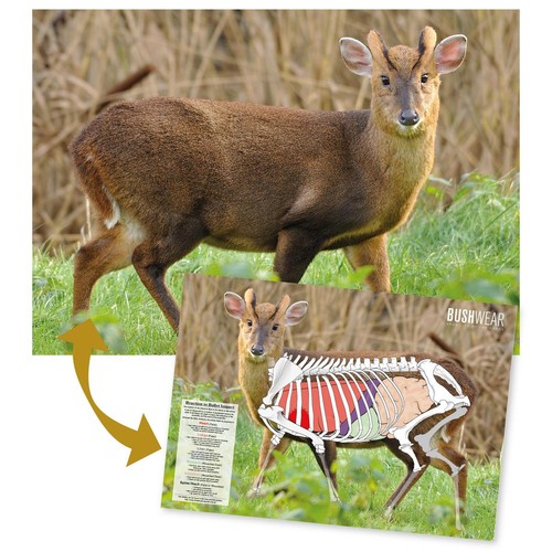 Bushwear muntjac target - bushwear,