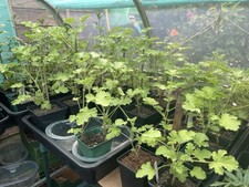 Attar Of Roses. Two Plants For £10.