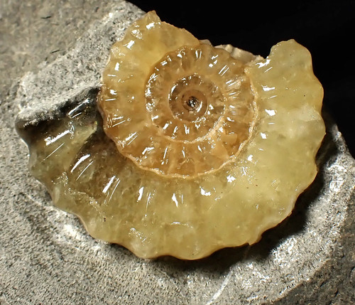 Large calcite promicroceras - calcite,