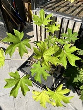 Tetrapanax Papyrifer - Chinese