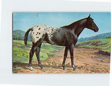 Postcard Grand Champion