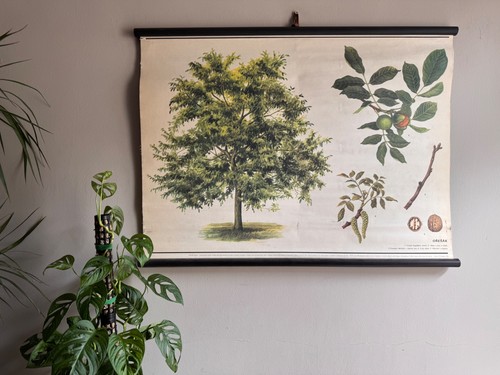 Vintage walnut tree - vintage, botanical