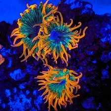 Rainbow Bubble Tip Anemone -