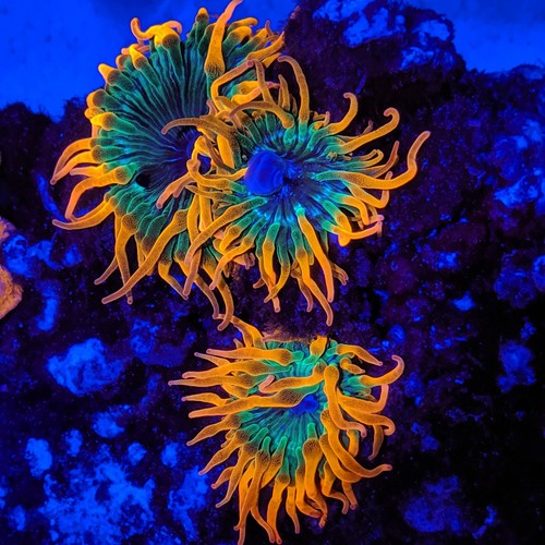Rainbow bubble tip - bubble, anemone