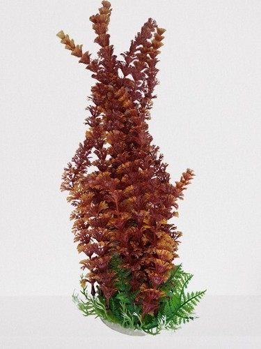 Red brown aquarium plant - plant, with