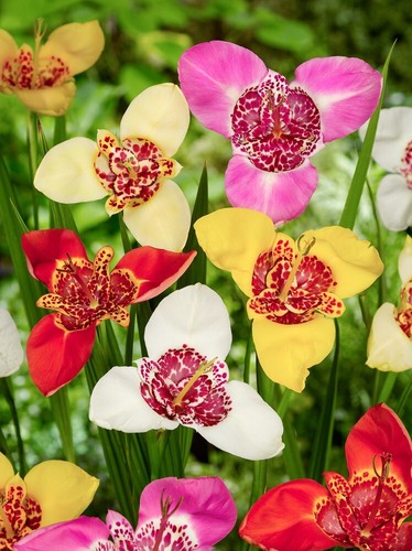 10x tigridia pavonia mixed - tigridia,