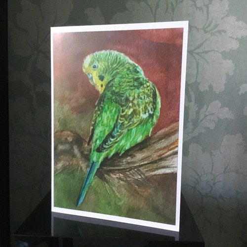 Budgie budgerigar art - art, card