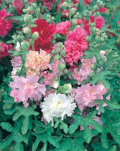 Hollyhock majorette mixed 250 - hollyhock,