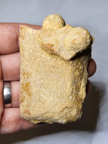 Rare vertebra with - *v.rare*,