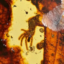 LARGE LIZARD (80x63mm) in Burmese / Burmite amber fossil / 100% genuine amber 