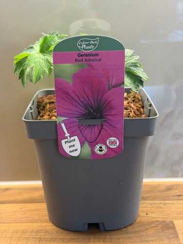 Geranium red admiral - geranium,