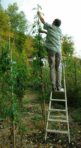 Berao tomato - -, 4