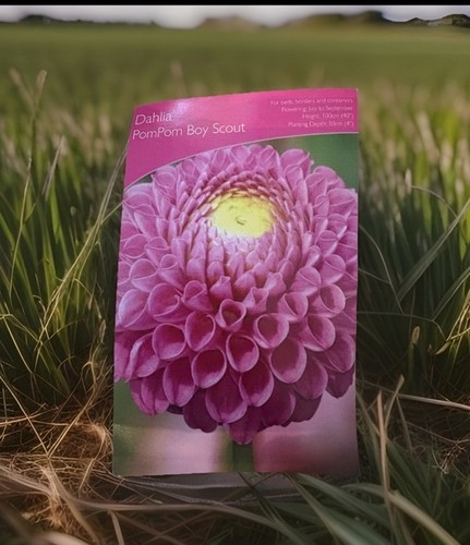 Lily pink pom - pom, scout