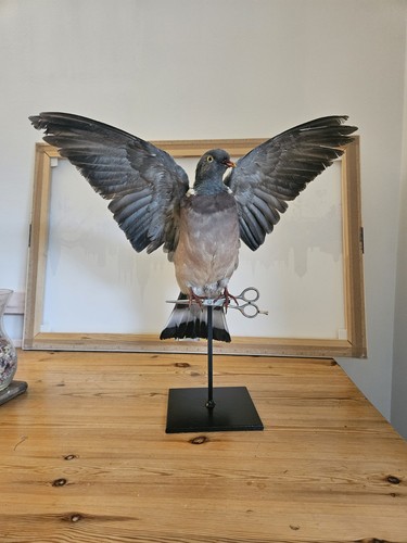 Taxidermy pigeon this not - pigeon,