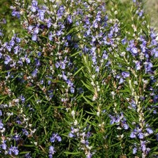 Rosemary Seeds | Heirloom /